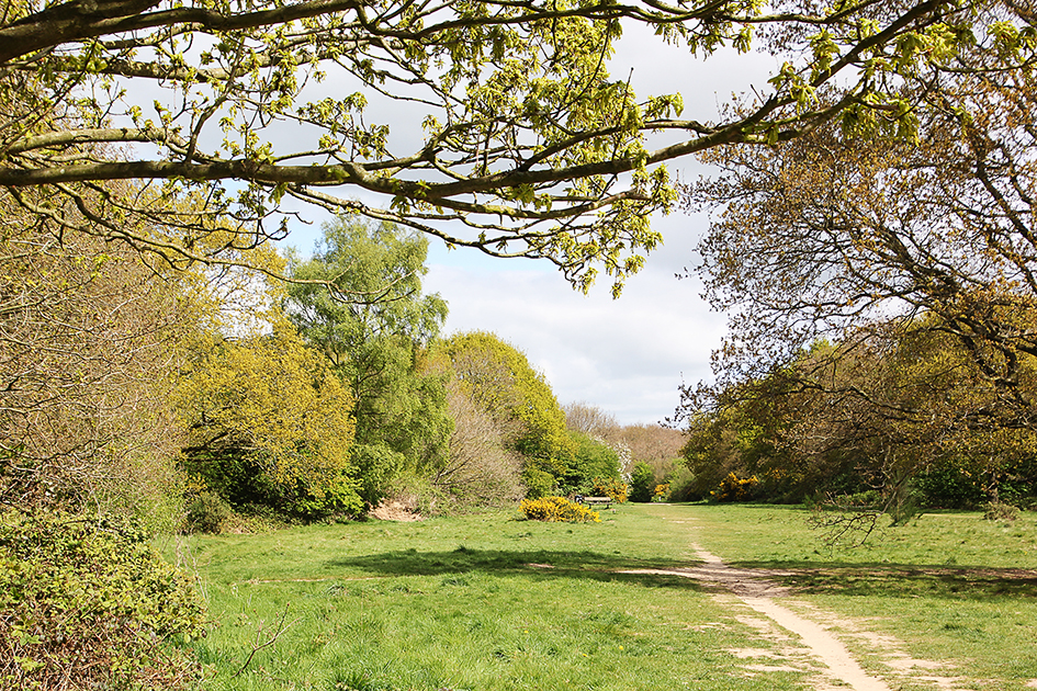 Photograph of Sandlings Nature Reserve